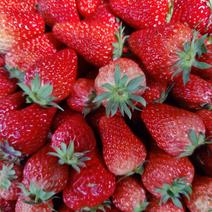 成都斑竹园红颜巧克力草莓产地直发量大从优
