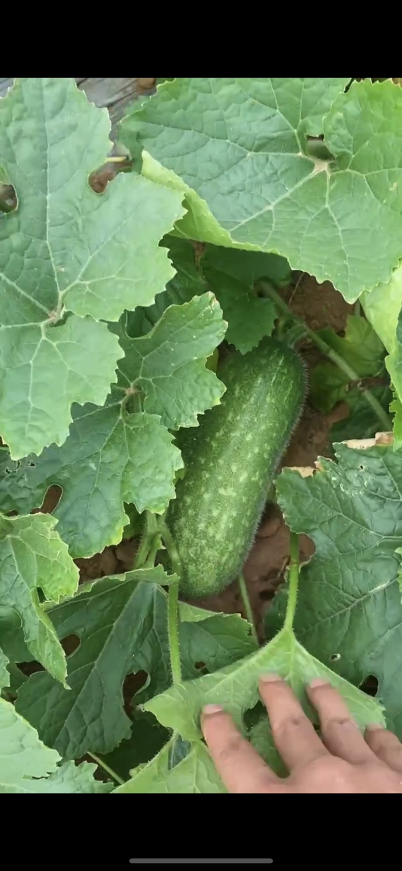 广西毛节瓜大量上市，各种规格，合适各市场平台，电商
