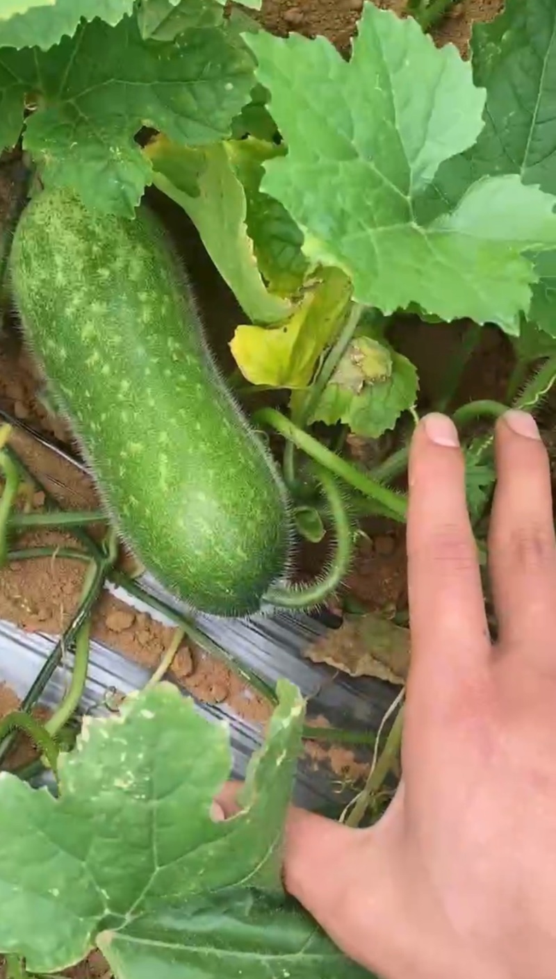 广西毛节瓜大量上市，各种规格，合适各市场平台，电商