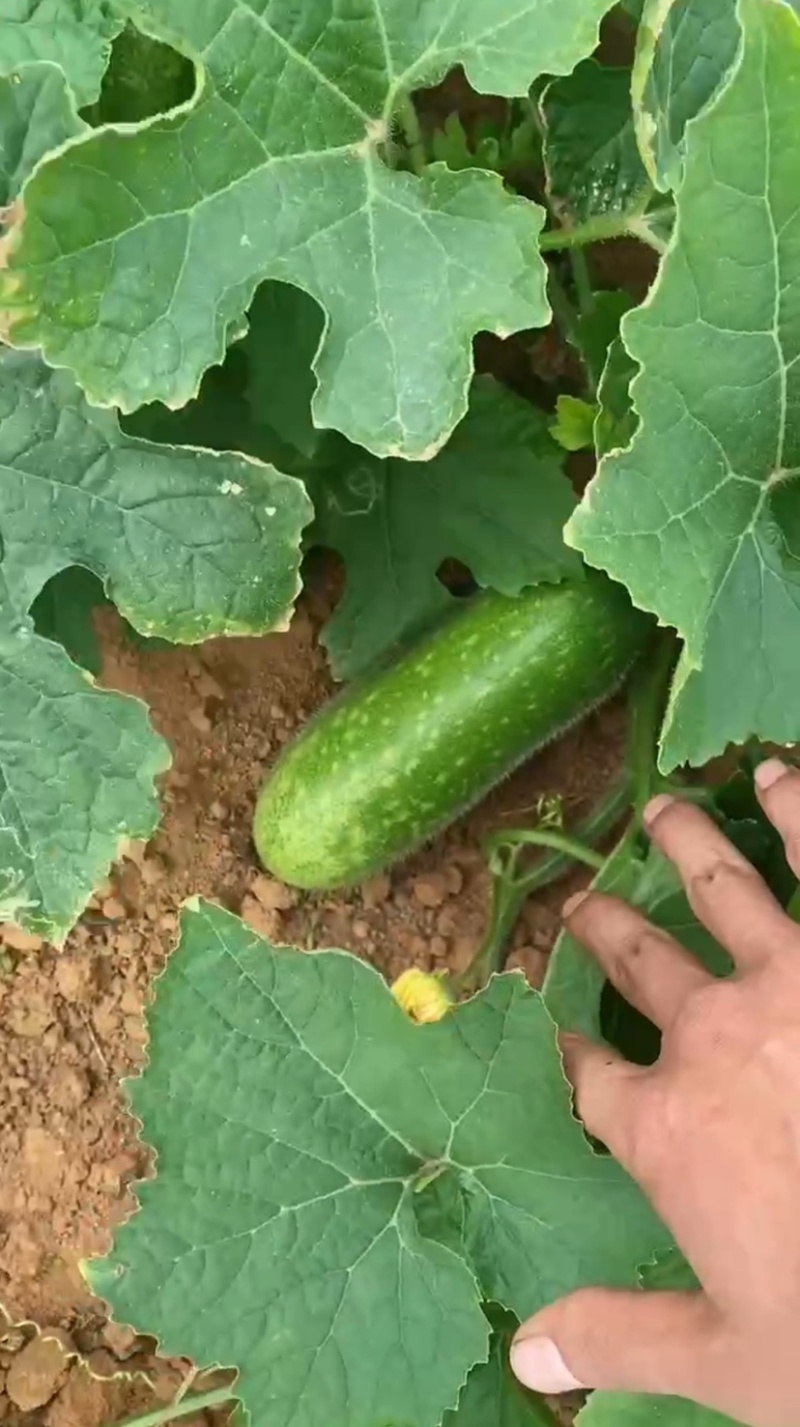 广西毛节瓜大量上市，各种规格，合适各市场平台，电商