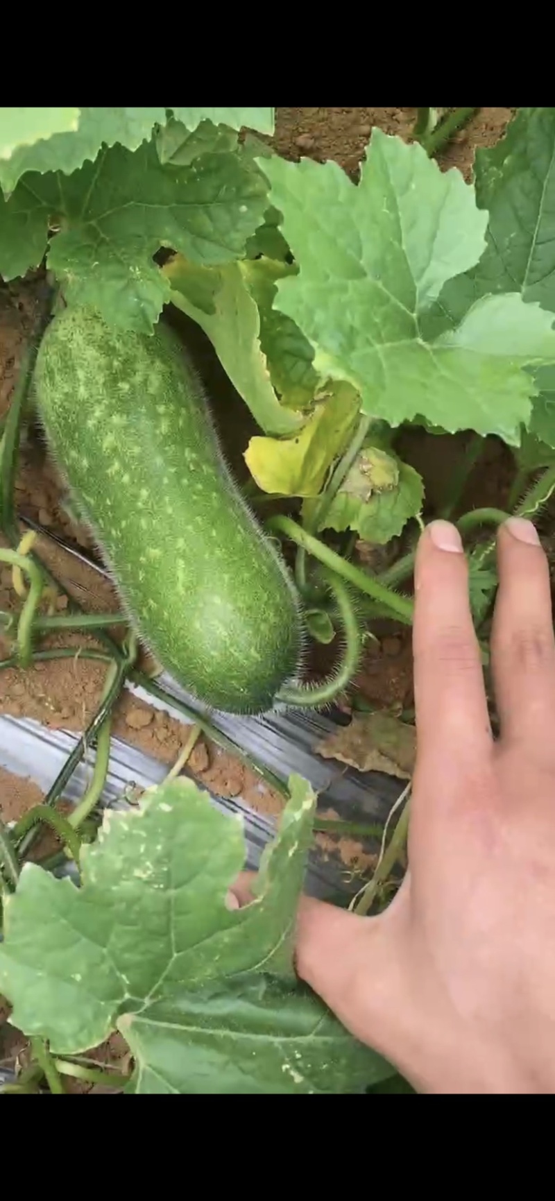 广西毛节瓜大量上市，各种规格，合适各市场平台，电商
