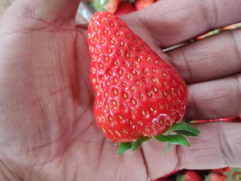 成都斑竹园红颜巧克力草莓产地直发量大从优
