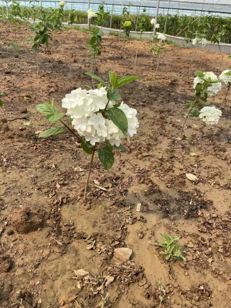 江苏中华木绣球斗球杯苗基地直供现货批发欢迎咨询