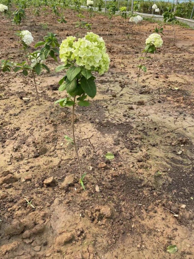 江苏中华木绣球斗球杯苗基地直供现货批发欢迎咨询