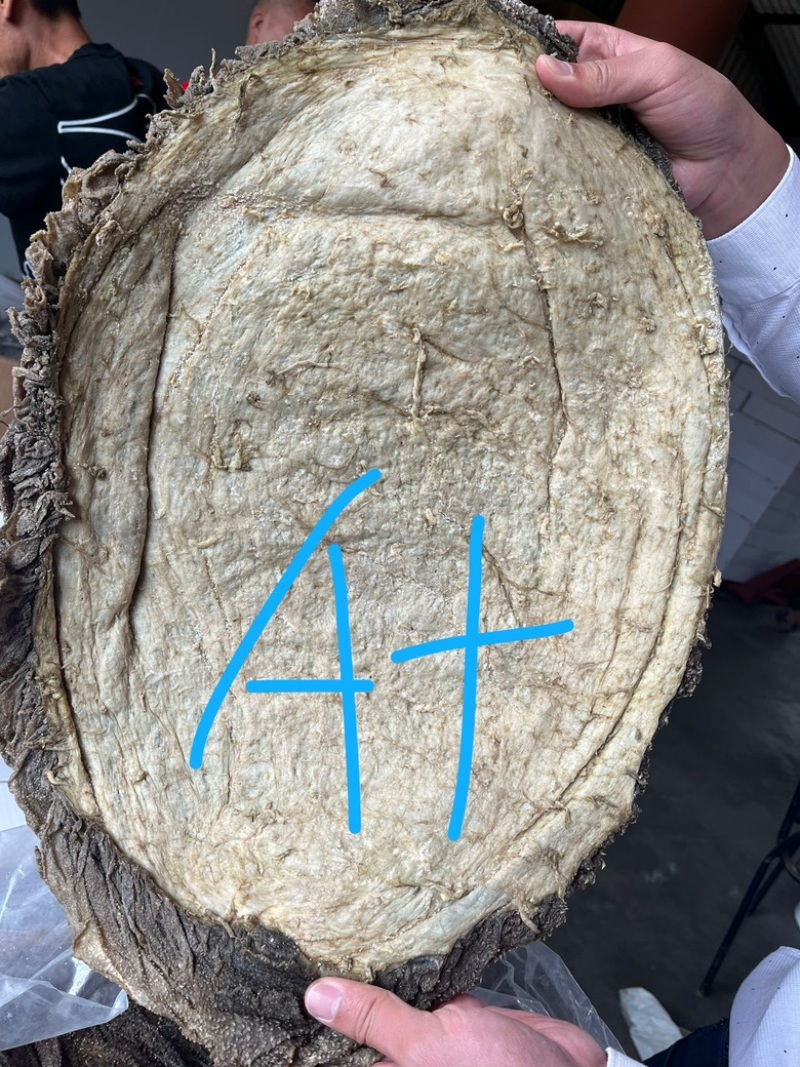 南非盐干牛百叶/盐干毛肚