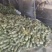 山东费县博洋甜瓜万亩甜瓜现在以开始上市中，价格可谈