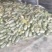 山东费县博洋甜瓜万亩甜瓜现在以开始上市中，价格可谈