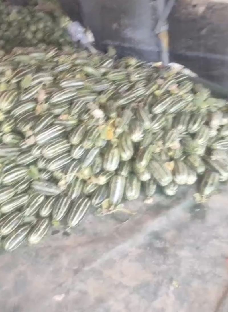 山东费县博洋甜瓜万亩甜瓜现在以开始上市中，价格可谈