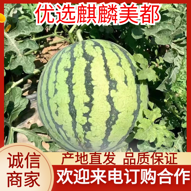 [美都西瓜批发]云南西双版纳景洪市西瓜 3.20元/斤优选 云南 _ 一亩田