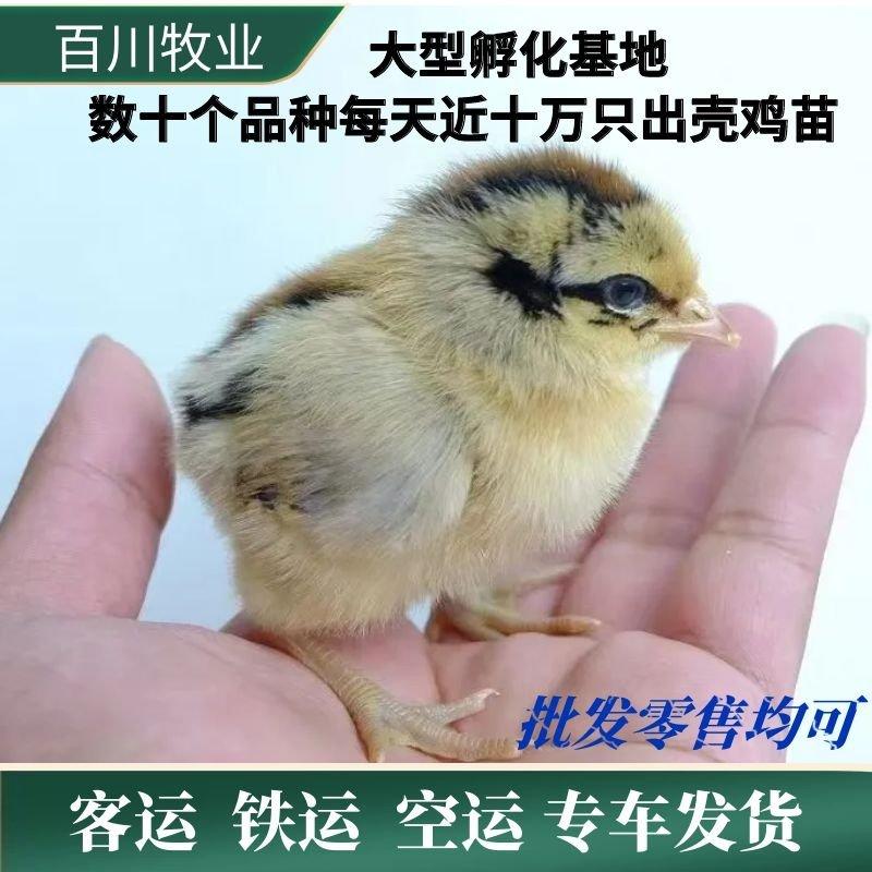 [热卖]各种鸡苗土鸡快大型鸡品种齐全厂家直销量大价格从优