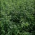 【优选】迎春花庭园别墅种植花开满藤基地直发一件代发