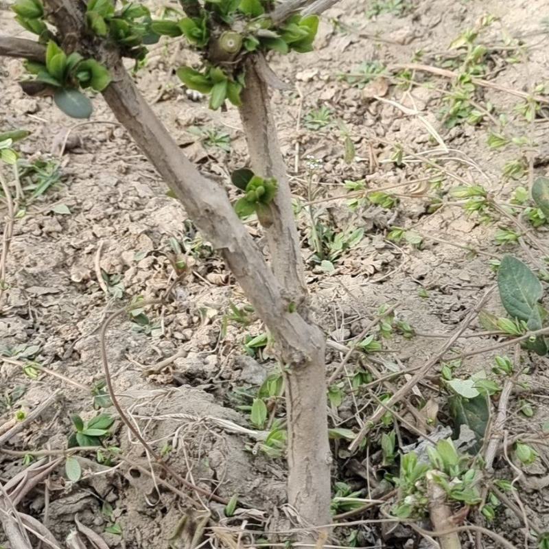 精品金银花树苗