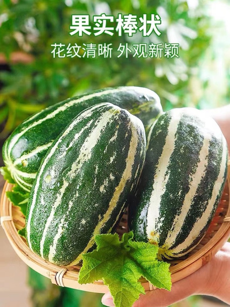【热销】河南博洋9号甜瓜，内黄甜瓜基地一手货源，全国供应