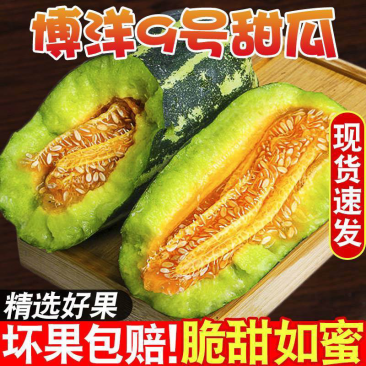 【热销】河南博洋9号甜瓜，内黄甜瓜基地一手货源，全国供应