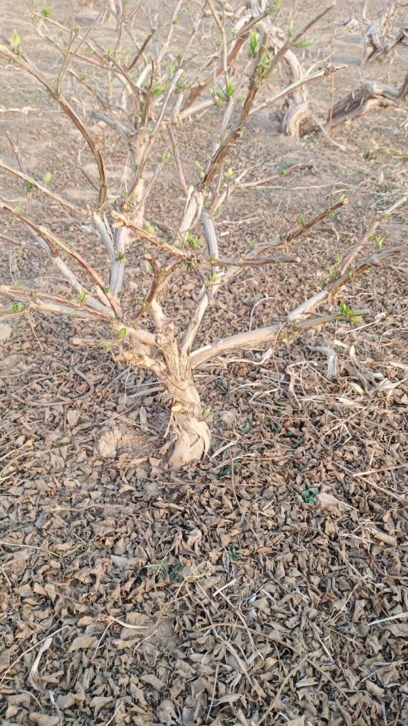 金银花盆景老桩，庭院阳台盆栽地栽都可以，耐旱耐寒成活率高
