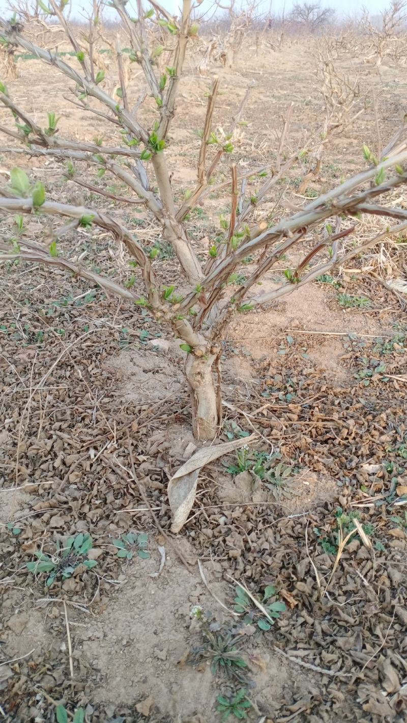 金银花盆景老桩，庭院阳台盆栽地栽都可以，耐旱耐寒成活率高