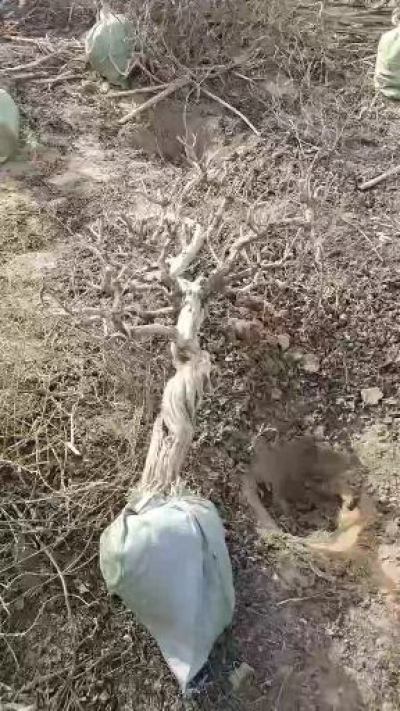 金银花盆景老桩，庭院阳台盆栽地栽都可以，耐旱耐寒成活率高