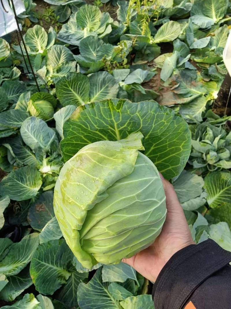 湖北咸宁嘉鱼绿甘蓝，斯特单，绿源，质量好价格便宜