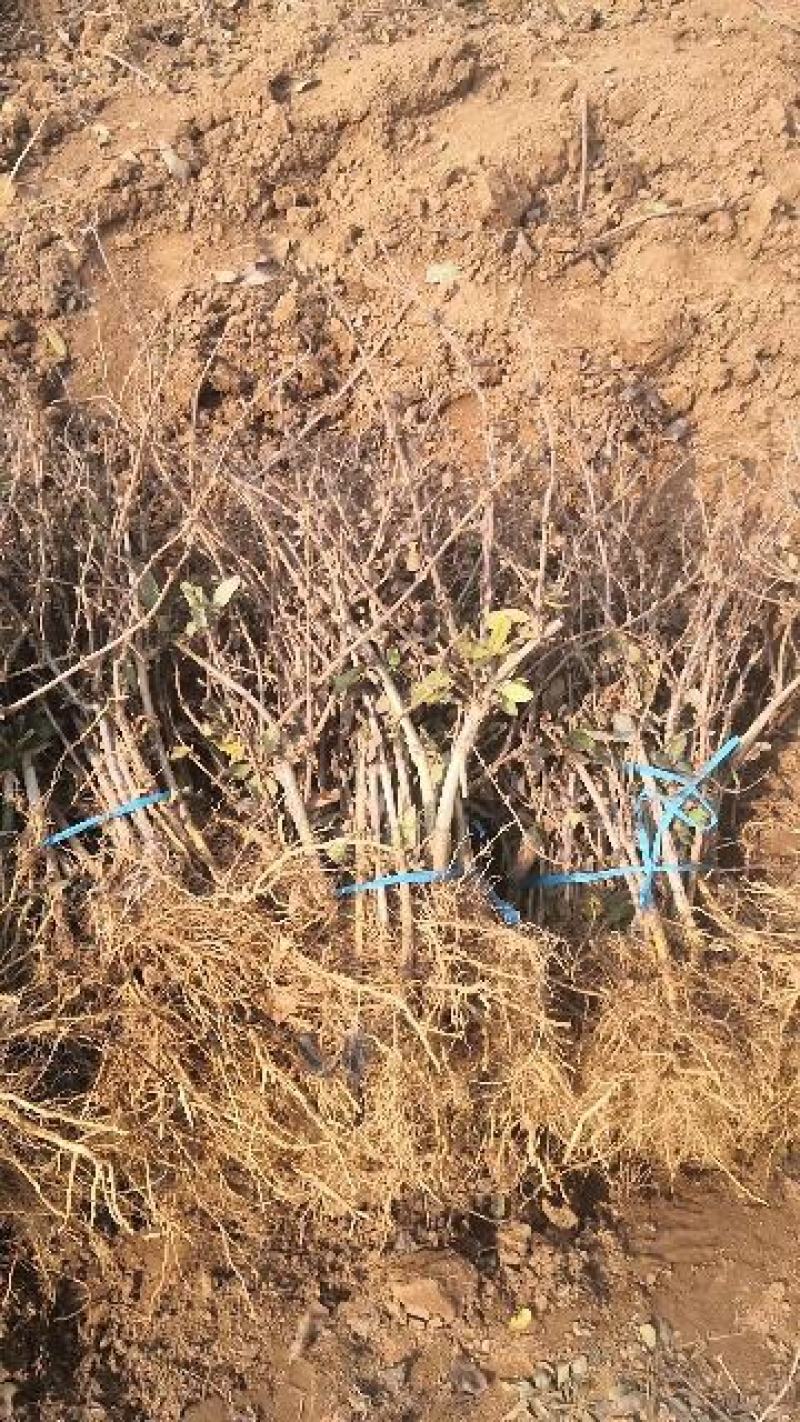 金银花盆景老桩，庭院阳台盆栽地栽都可以，耐旱耐寒成活率高