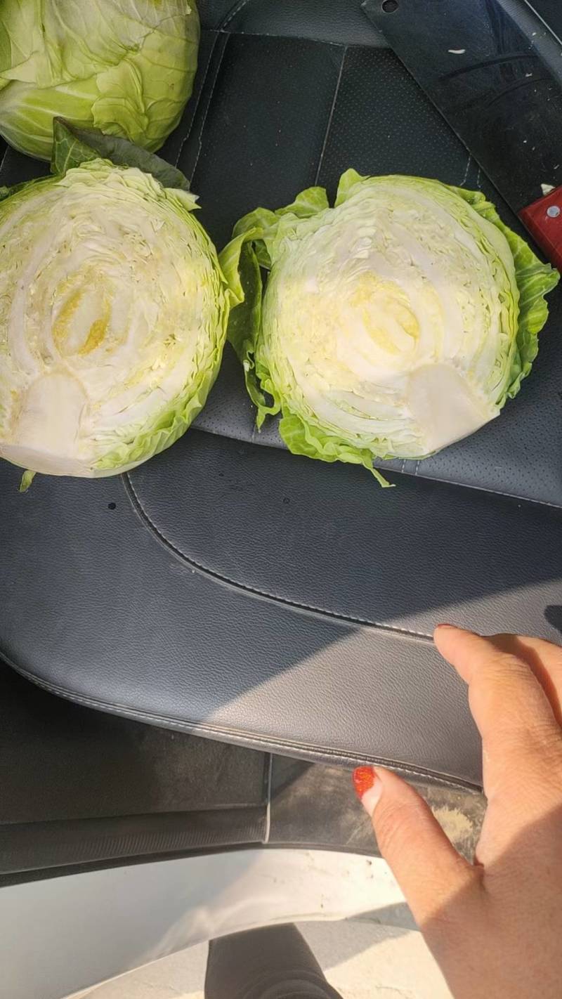 湖北咸宁嘉鱼绿甘蓝，斯特单，绿源，质量好价格便宜