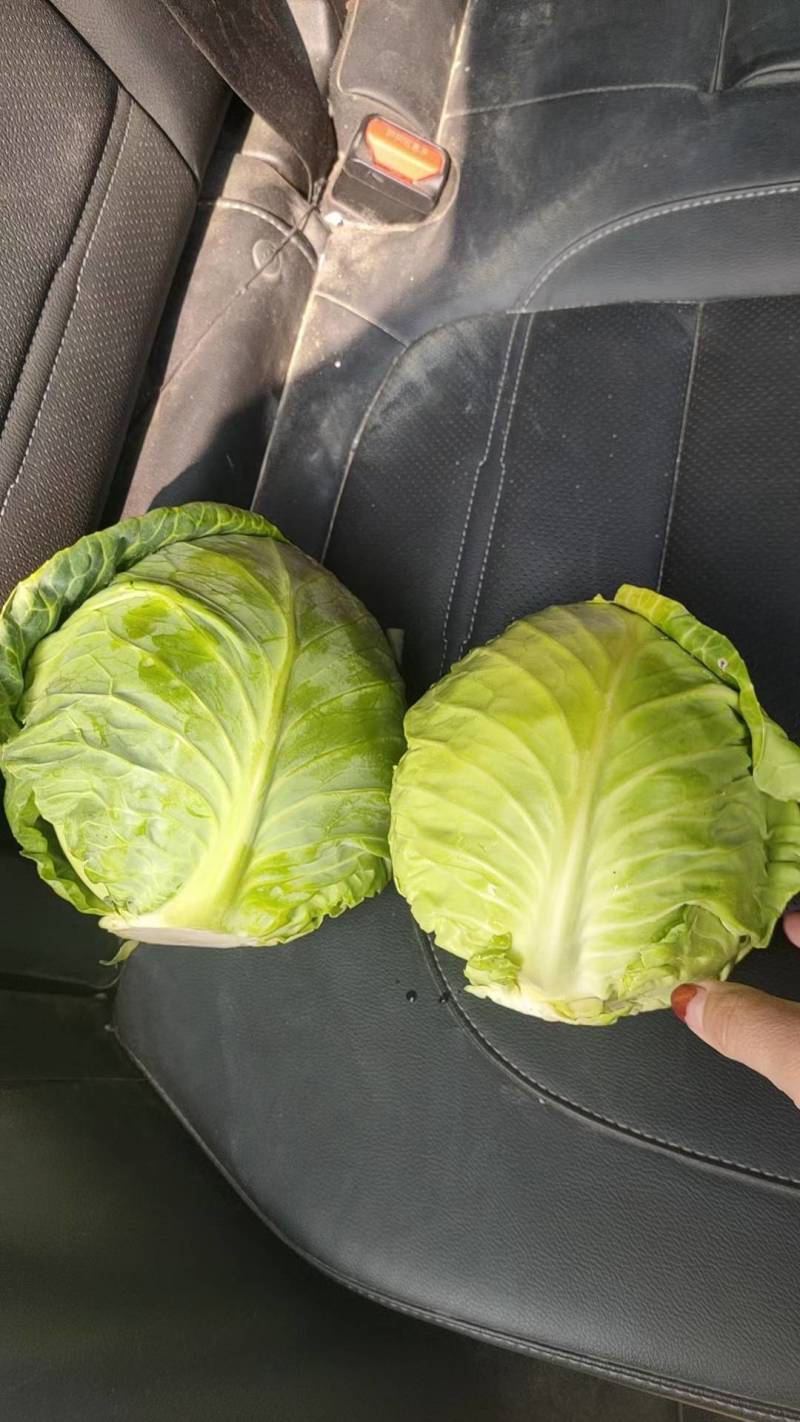 湖北咸宁嘉鱼绿甘蓝，斯特单，绿源，质量好价格便宜