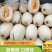 河南东方蜜甜瓜，精品甜瓜，即将大量上市，对接全国各大市场