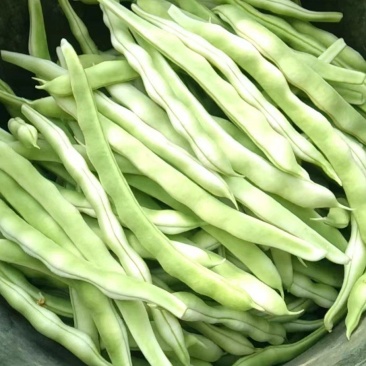 山东青岛平度市崔家集九粒白芸豆大量上市，对接批发，商超，