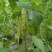 山东青岛平度市崔家集九粒白芸豆大量上市，对接批发，商超，