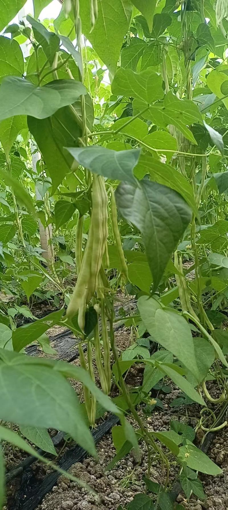 山东青岛平度市崔家集九粒白芸豆大量上市，对接批发，商超，