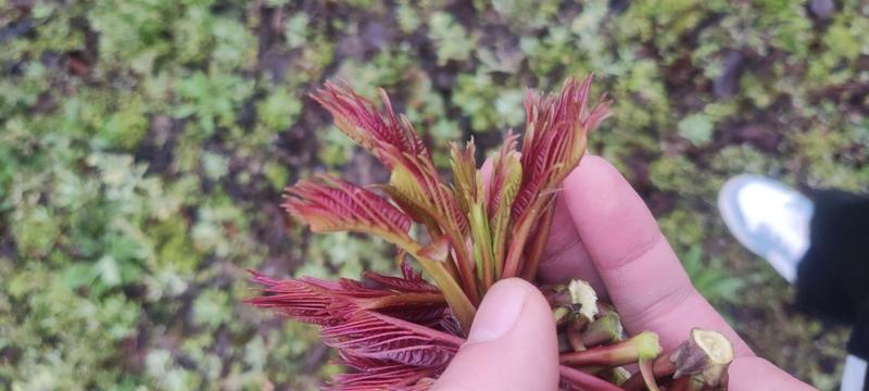 香椿芽