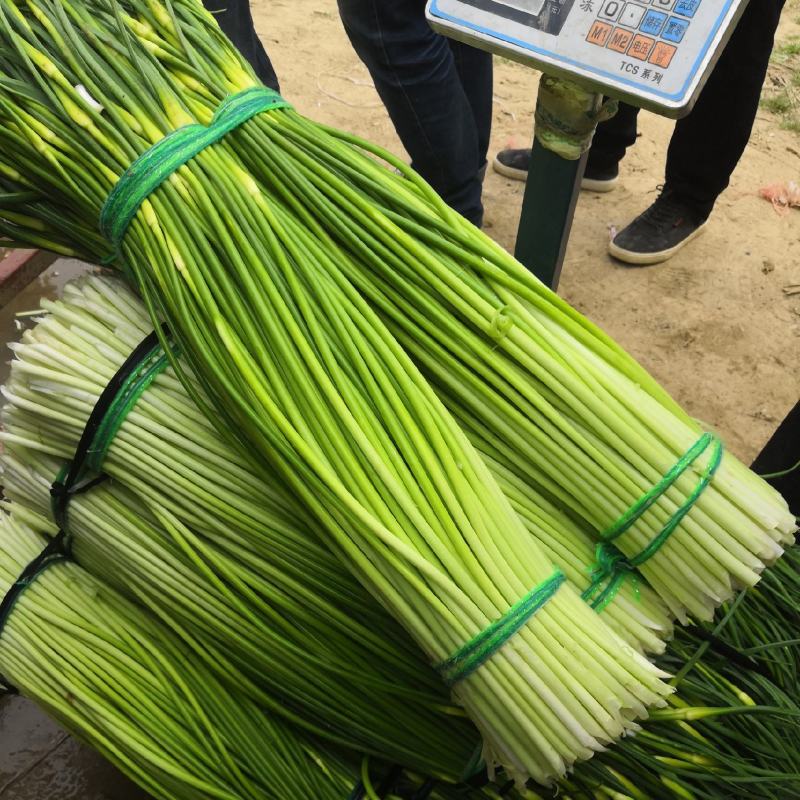 淮阳白帽蒜苔红帽蒜薹大量供应产地专业代办质量保证