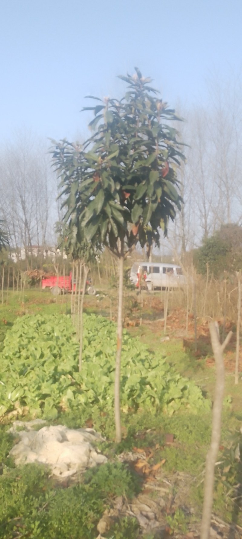 枇杷树，大量供应2一15公分枇杷果树，质量好，价格优，