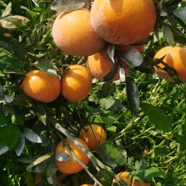 广西茂谷柑，沃柑，砂糖橘，荔枝，龙眼代办广西各类水果。
