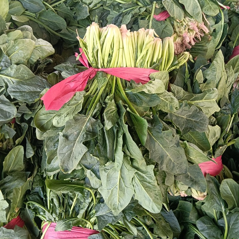 菠菜大量上市中