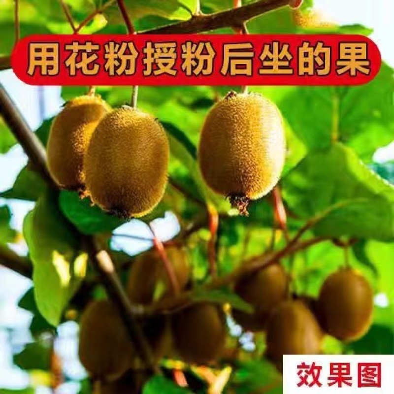 猕猴桃花粉，真实可靠，诚信做人，真实做人