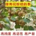 猕猴桃花粉，真实可靠，诚信做人，真实做人