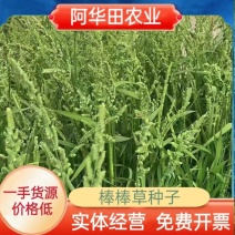 棒棒草种子小龙虾养殖苦梗草菵草一年生耐寒低温挺水水生野草