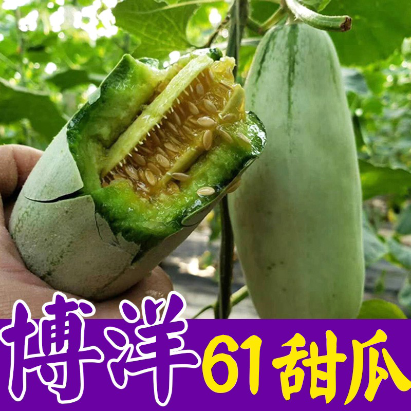 【批发对接】博洋61甜瓜，脆甜多汁现货供应，量大质优
