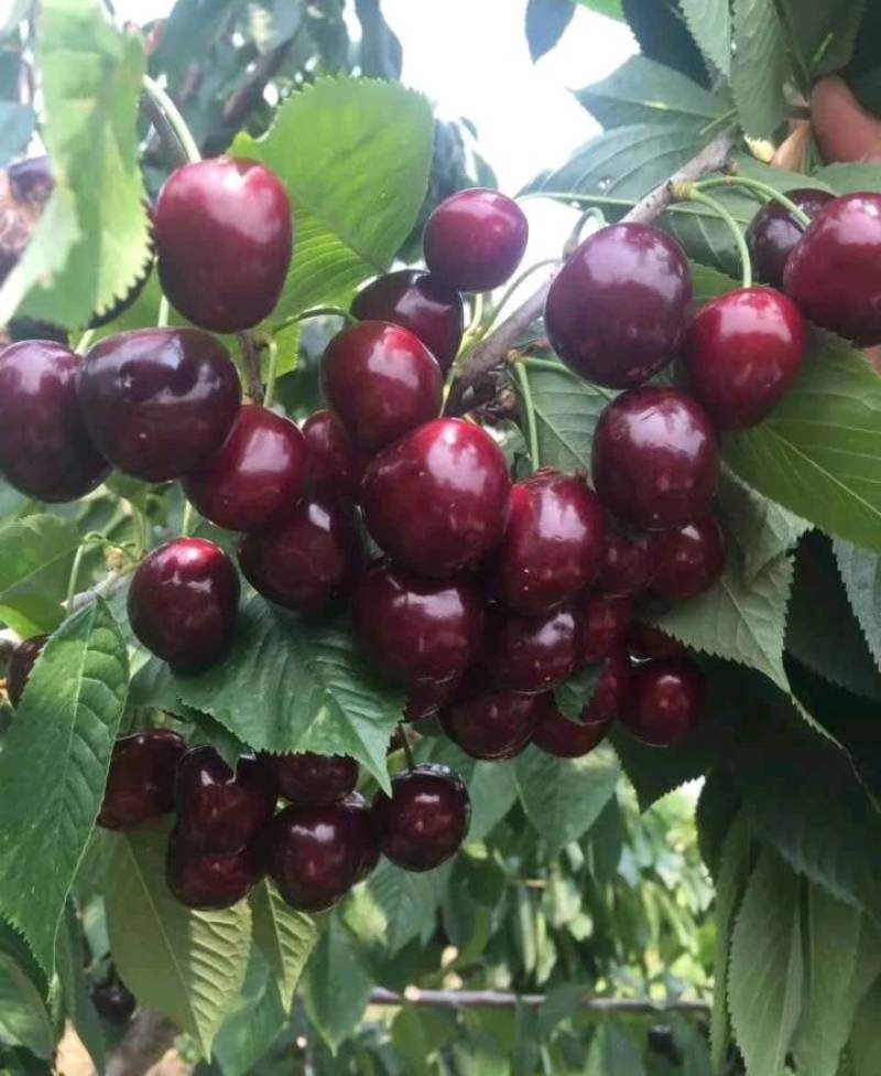 美早樱桃苗，大樱桃树苗，车厘子树苗，甜樱桃树苗