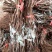 【推荐】山东青岛平度优质深红无籽葡萄苗基地发货有保障