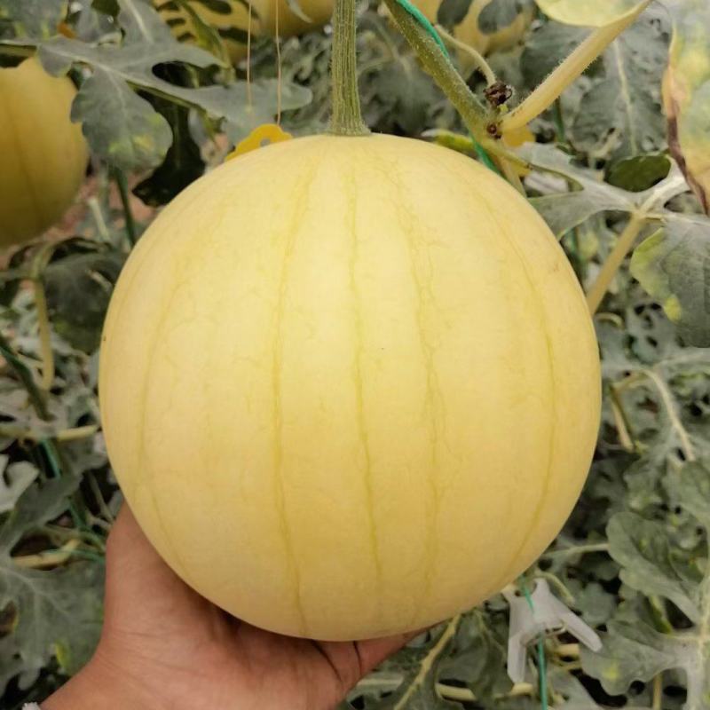雪蜜1号F1白皮白肉甜瓜种子圆形糖20度500g一800