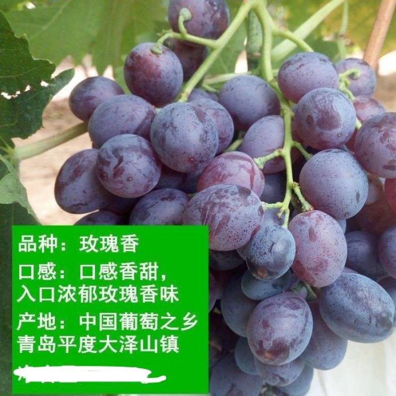山东青岛平度玫瑰香葡萄苗8年苗50~80公分批发零售