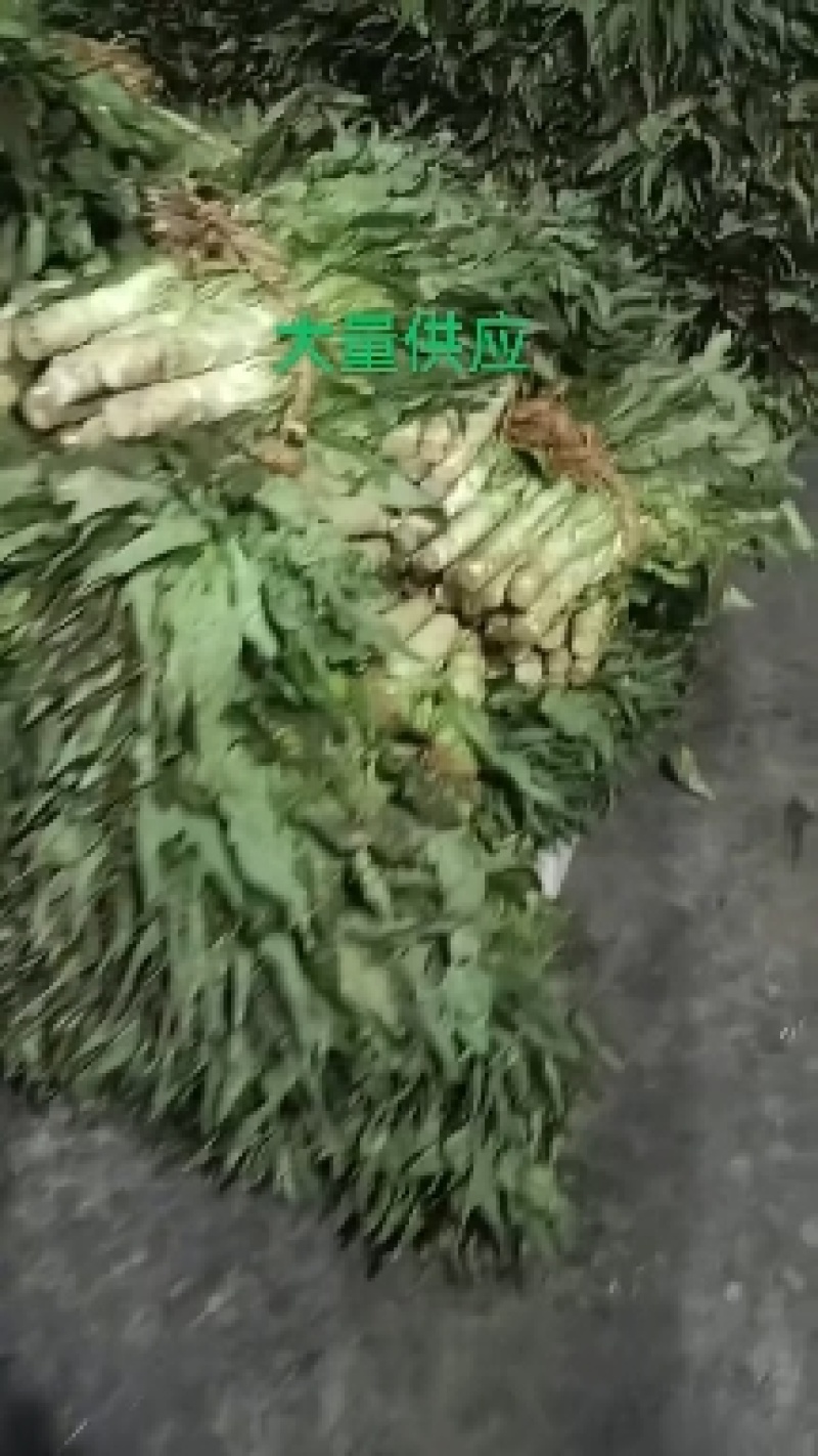 大量供应红精品莴苣，，无空心，无开花，平台电商货更加优惠