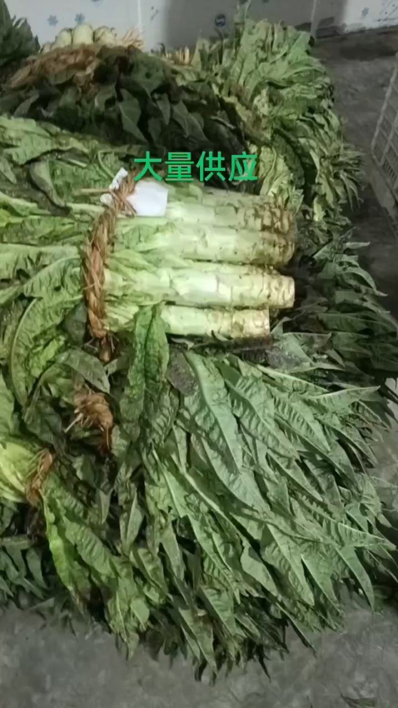 大量供应红精品莴苣，，无空心，无开花，平台电商货更加优惠