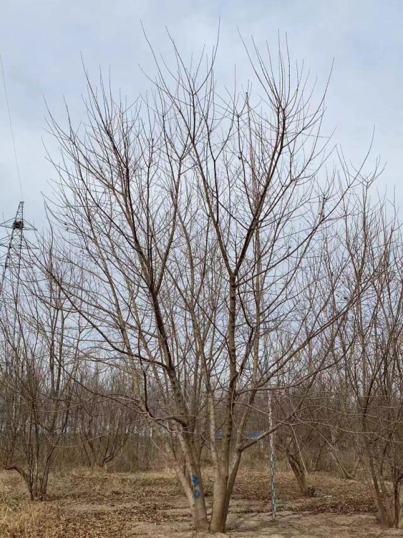 【实力推荐】丛生五角枫视频看货品质保证一手货源
