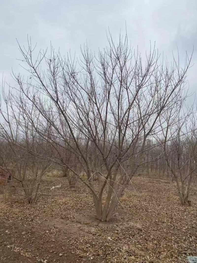 【实力推荐】丛生五角枫视频看货品质保证一手货源