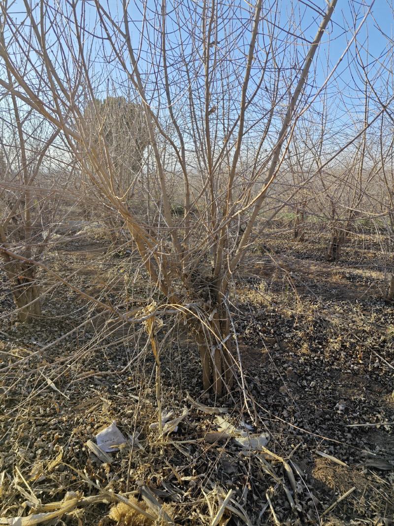 【实力推荐】丛生五角枫视频看货品质保证一手货源
