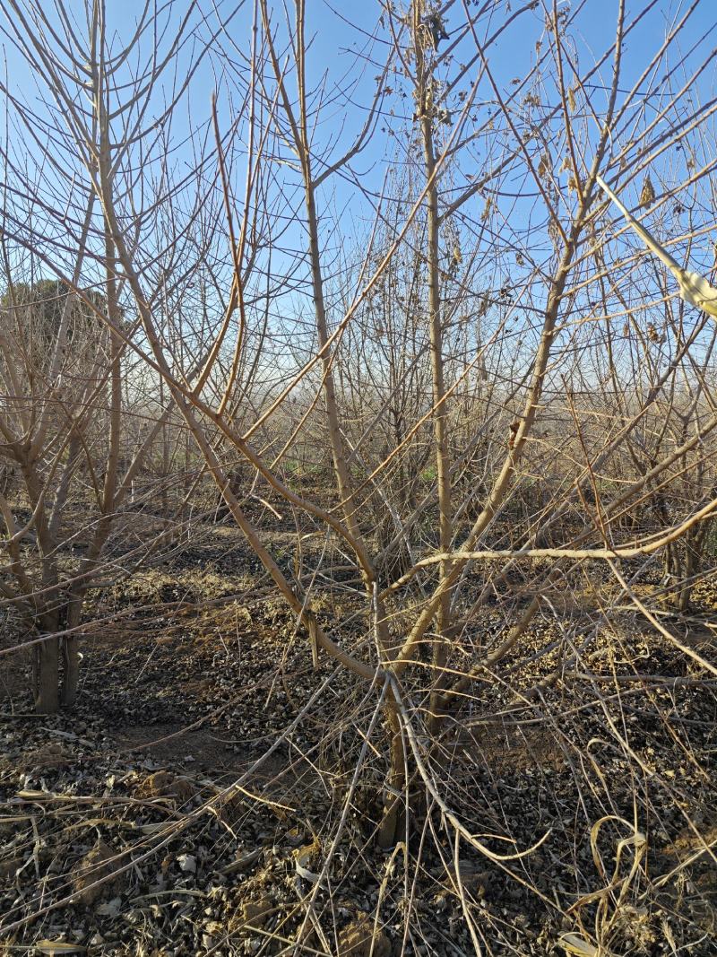 【实力推荐】丛生五角枫视频看货品质保证一手货源