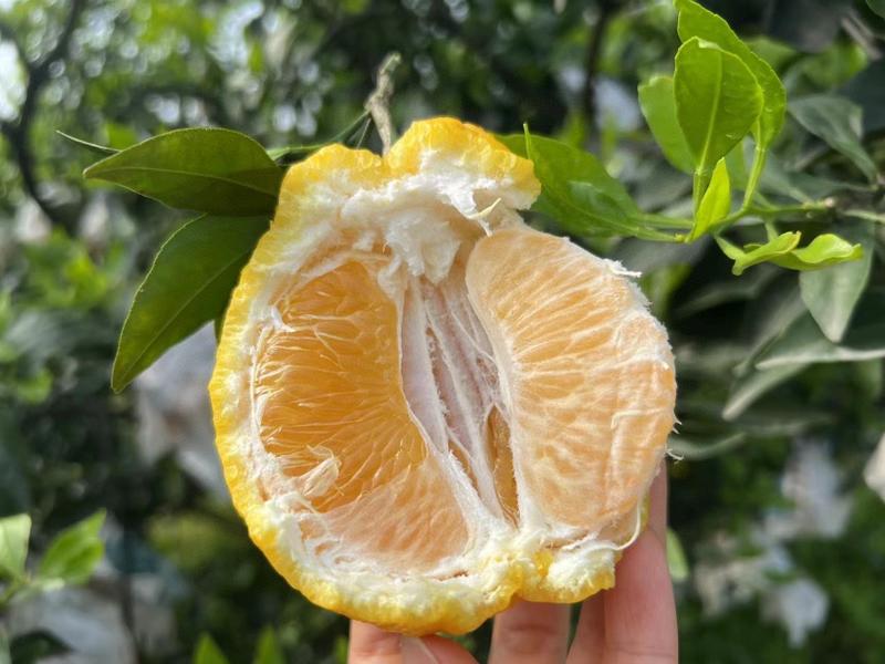 柠檬不知火丑橘蒲江原产地新鲜水果一件代发价格优惠