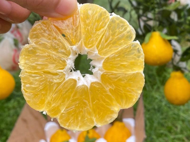 柠檬不知火丑橘蒲江原产地新鲜水果一件代发价格优惠
